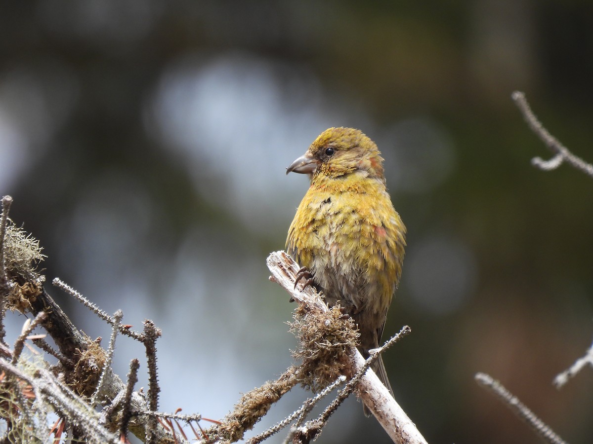 Red Crossbill (Sitka Spruce or type 10) - ML605996931