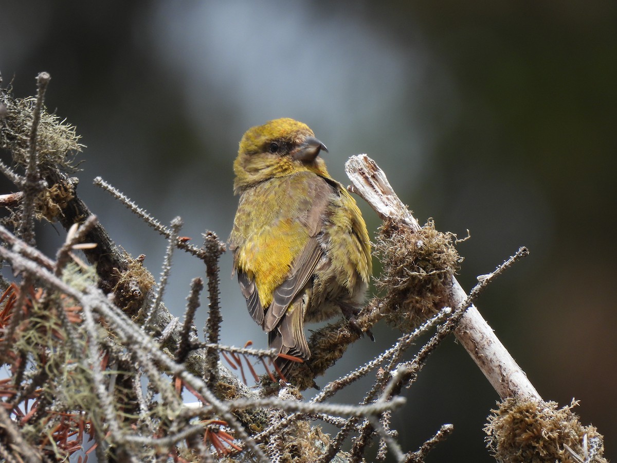 Red Crossbill (Sitka Spruce or type 10) - ML605997071