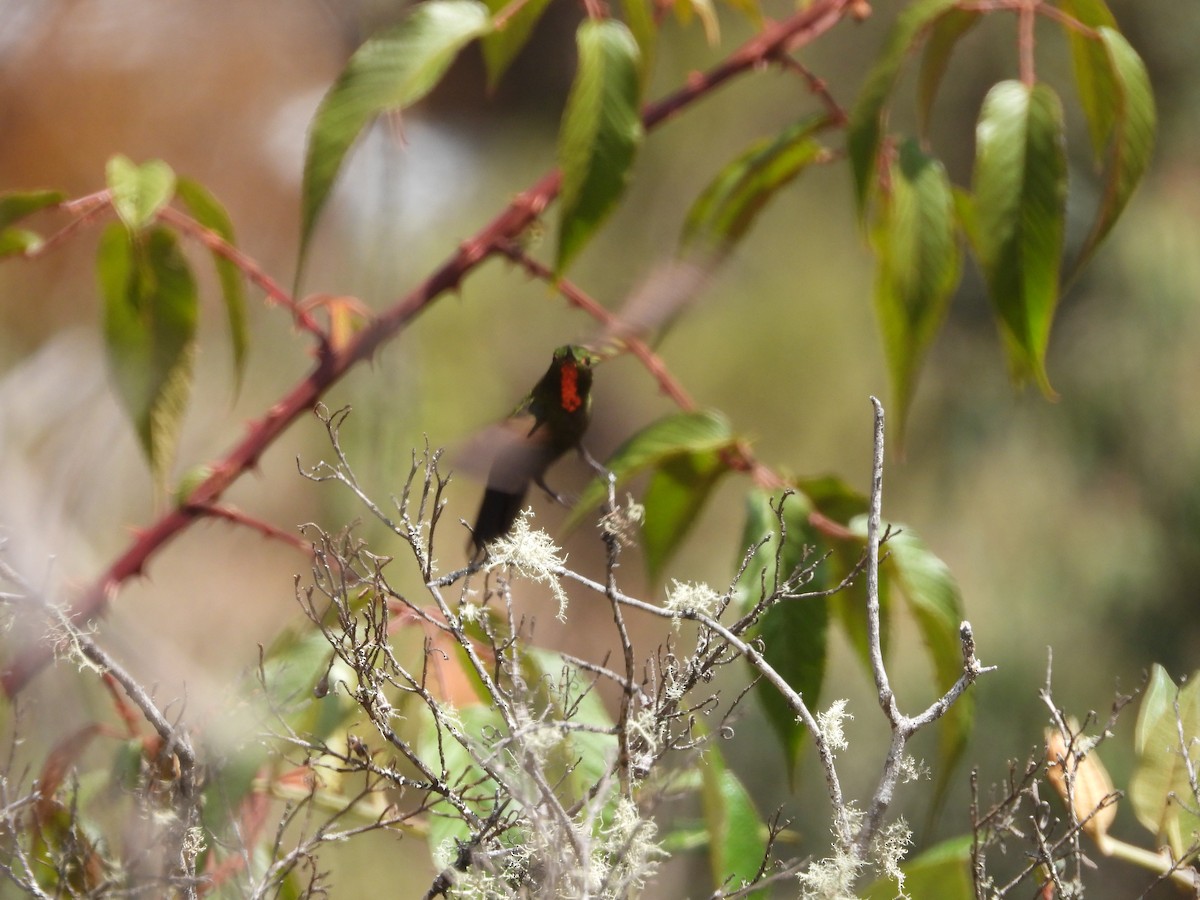 Fire-throated Metaltail - ML606002771