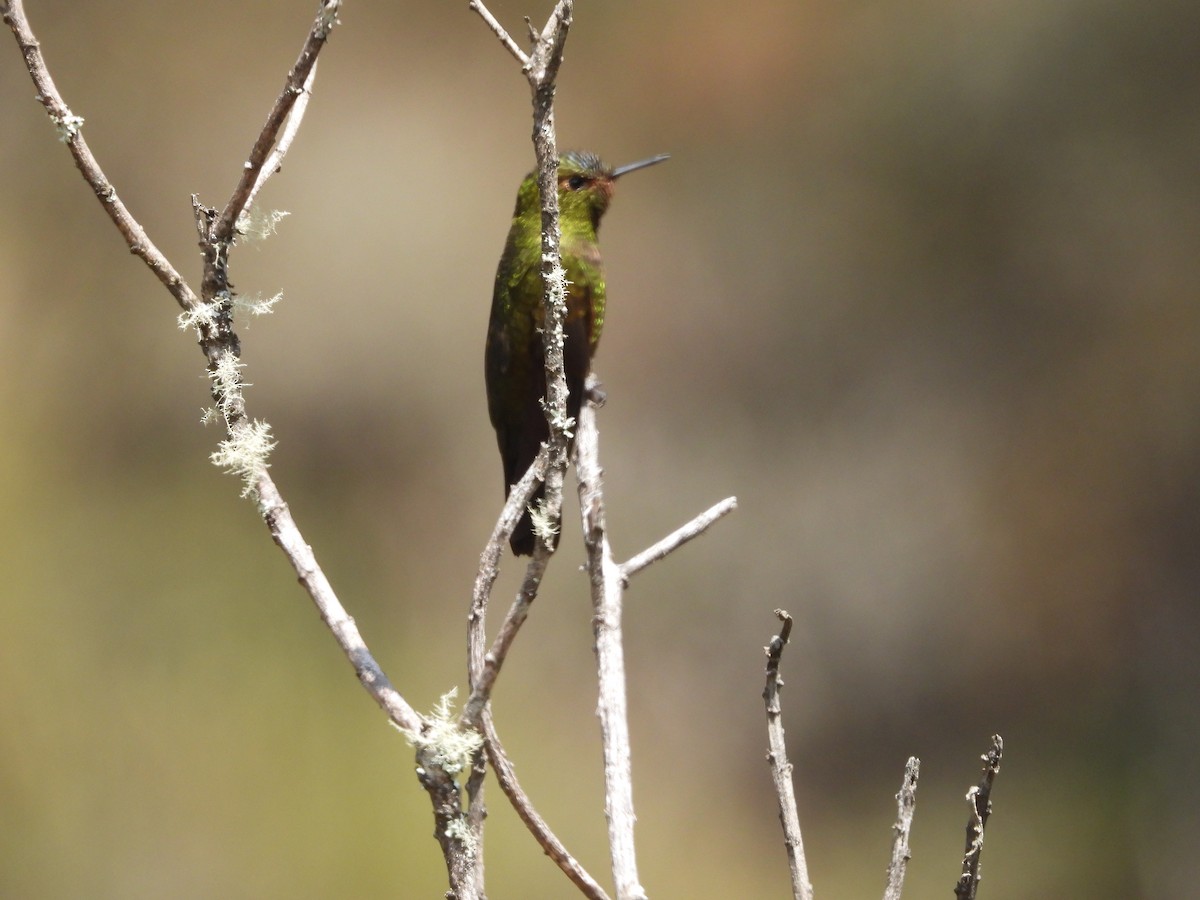 Fire-throated Metaltail - ML606002781