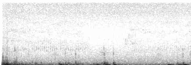 Ібіс білий - ML606002901