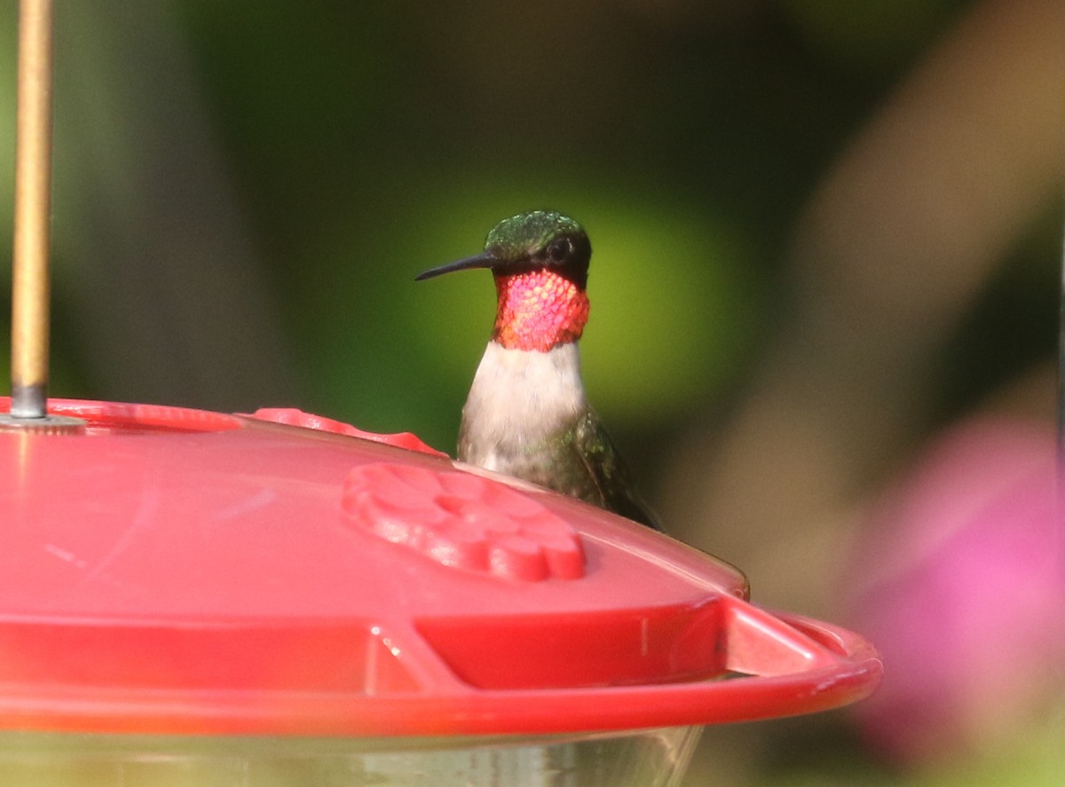 Ruby-throated Hummingbird - ML606003891