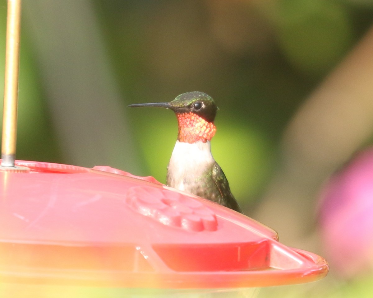 Ruby-throated Hummingbird - ML606003901
