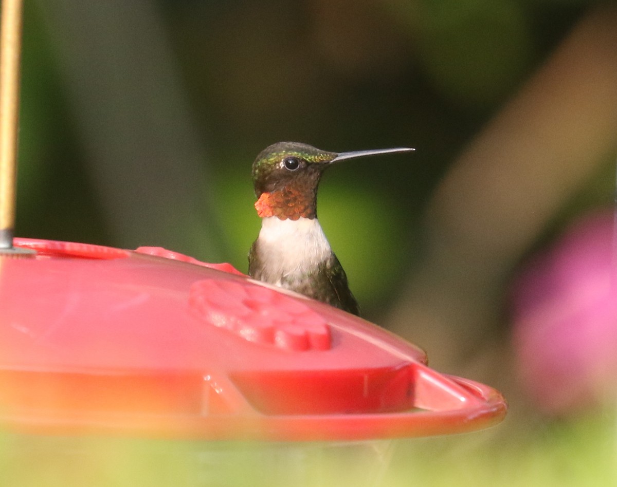 Ruby-throated Hummingbird - ML606003911