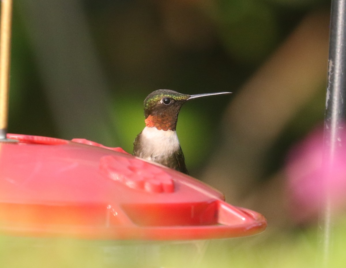 Ruby-throated Hummingbird - ML606003921