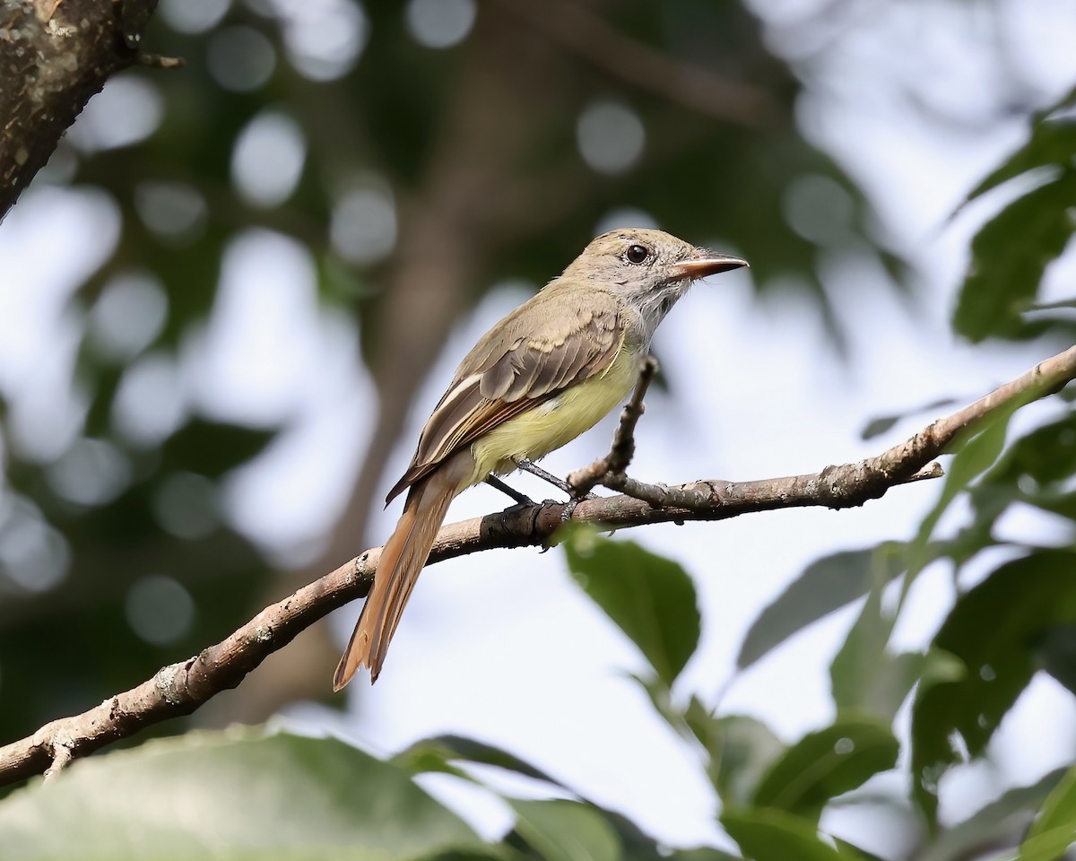 Great Crested Flycatcher - ML606009681