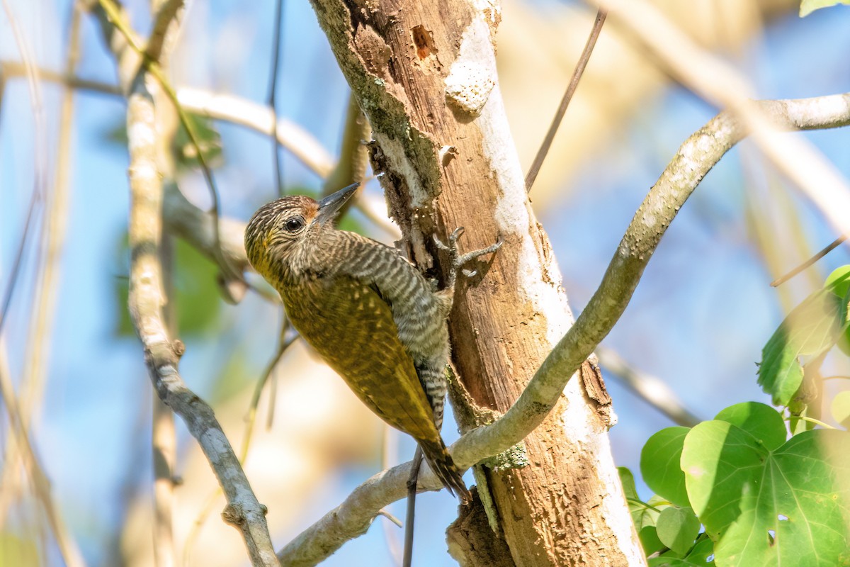 Yellow-eared Woodpecker - ML606013961