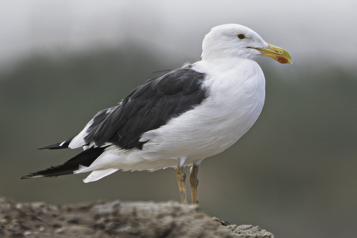 Yellow-footed Gull - Van Pierszalowski