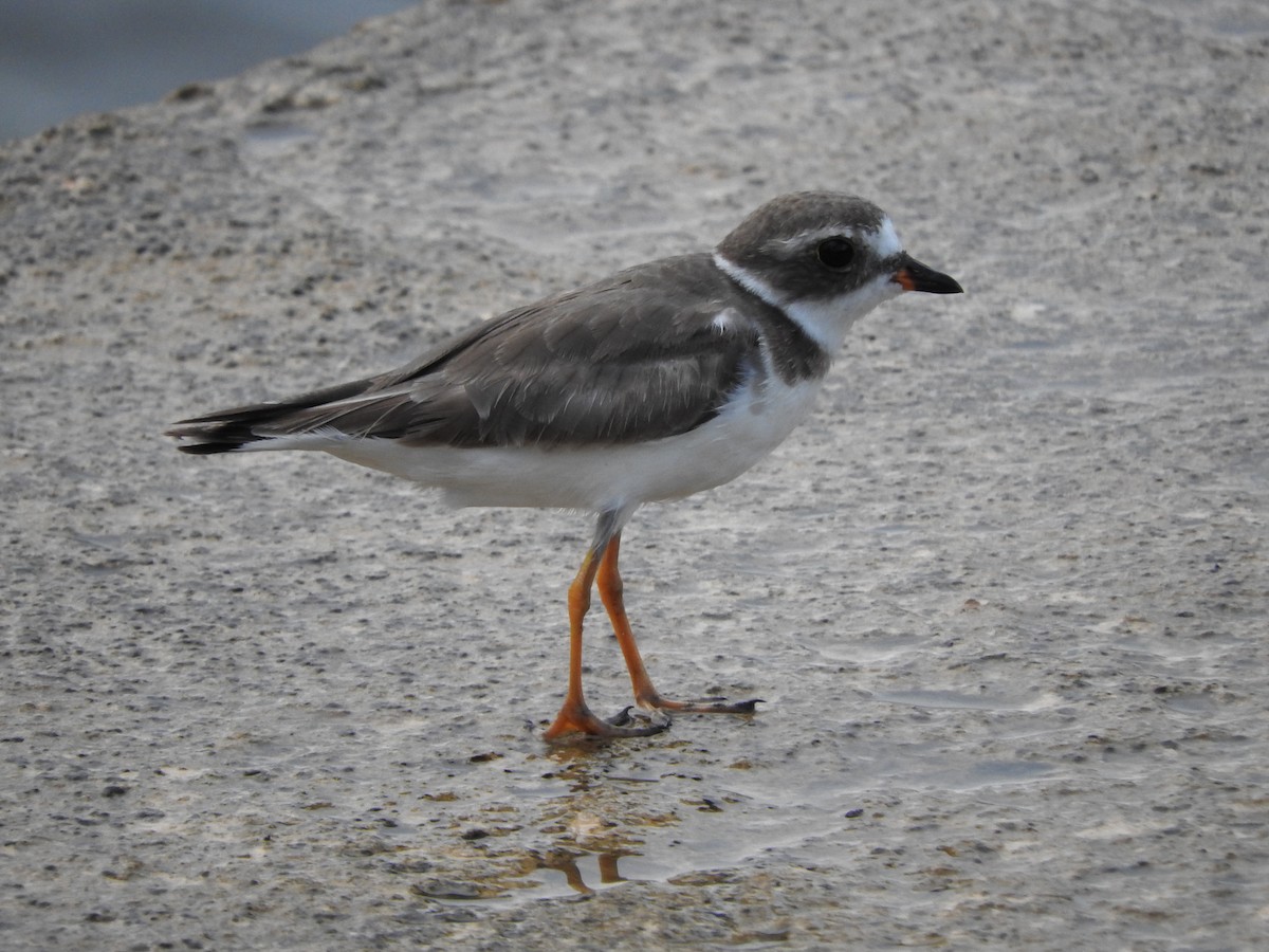 Semipalmated Plover - Chris Elphick