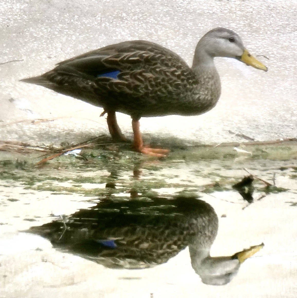 Mottled Duck (Florida) - ML606019401