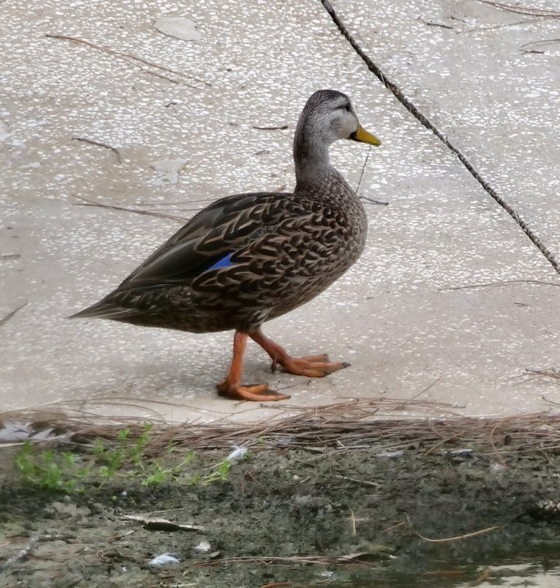 Mottled Duck (Florida) - ML606019421