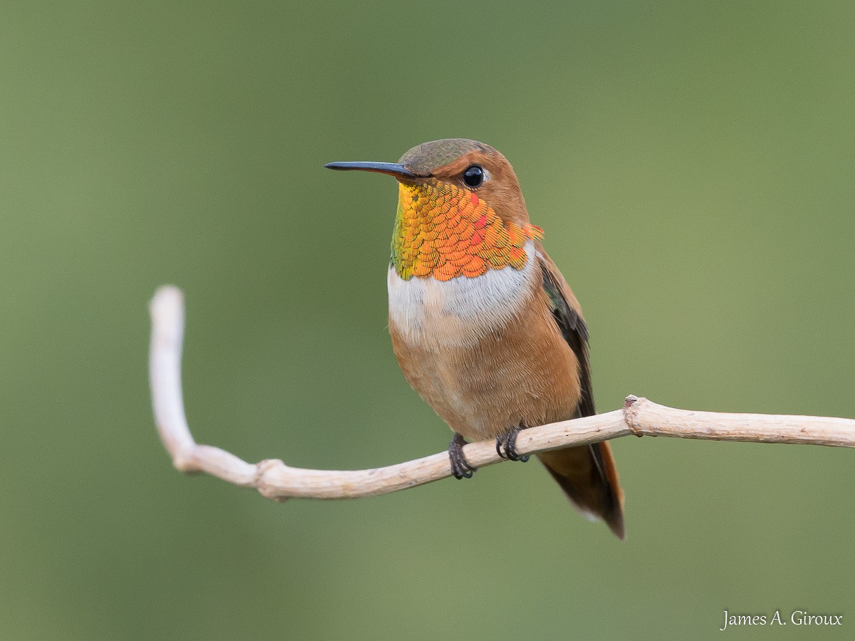 Rufous Hummingbird - James Giroux