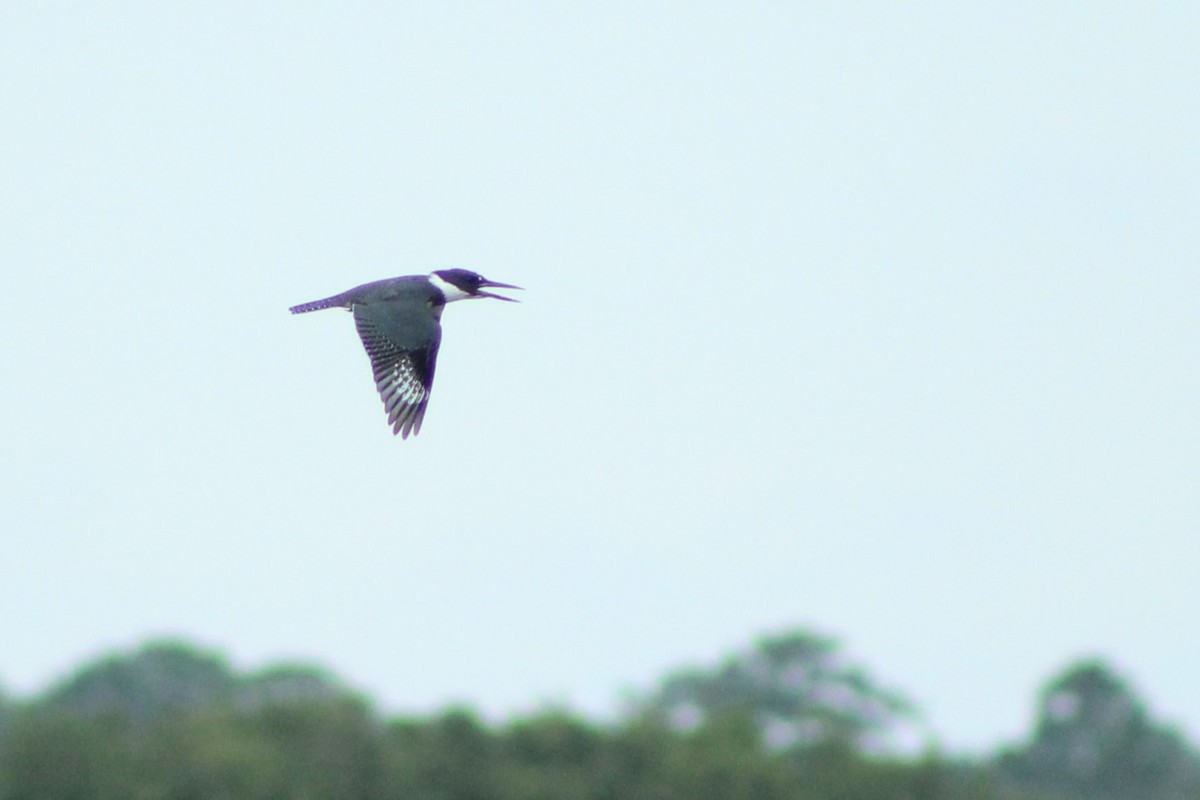 Belted Kingfisher - ML606020331