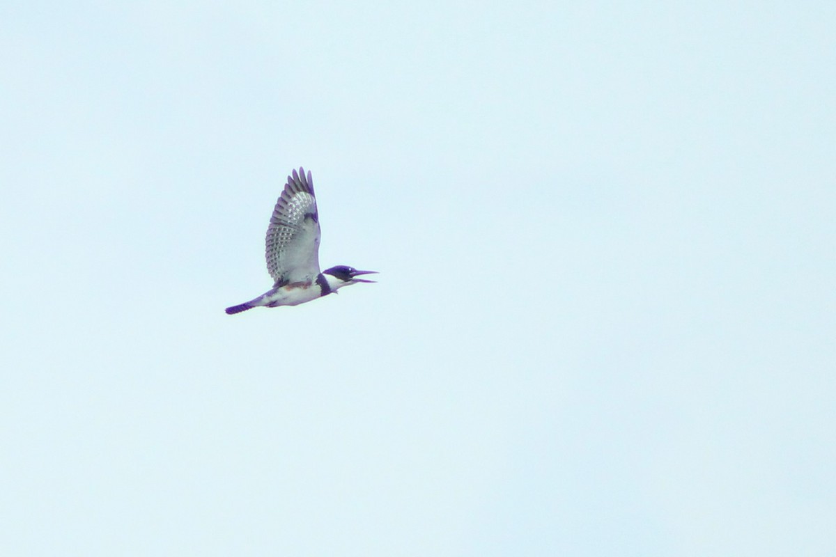 Belted Kingfisher - ML606020341