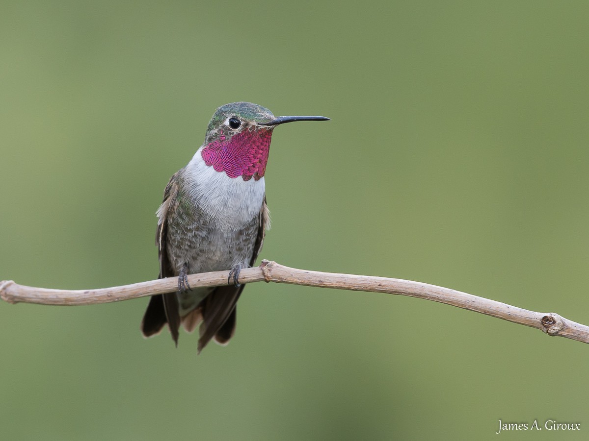 Broad-tailed Hummingbird - ML606020491