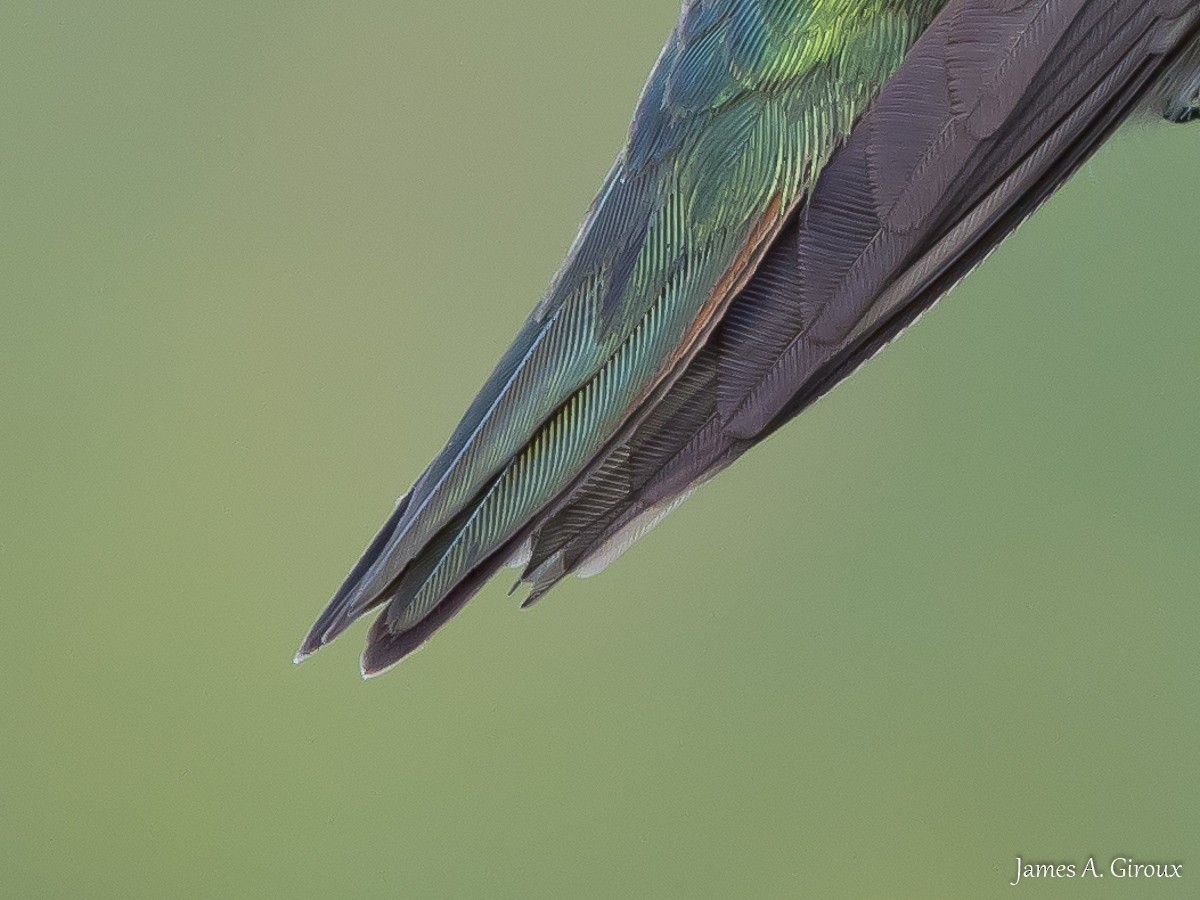 Broad-tailed Hummingbird - James Giroux