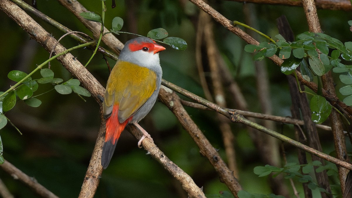Red-browed Firetail - David Newell