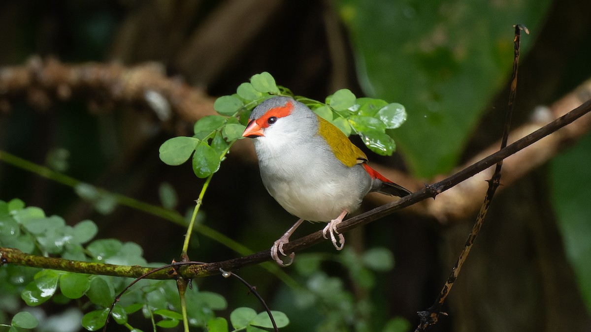 Red-browed Firetail - ML606022131