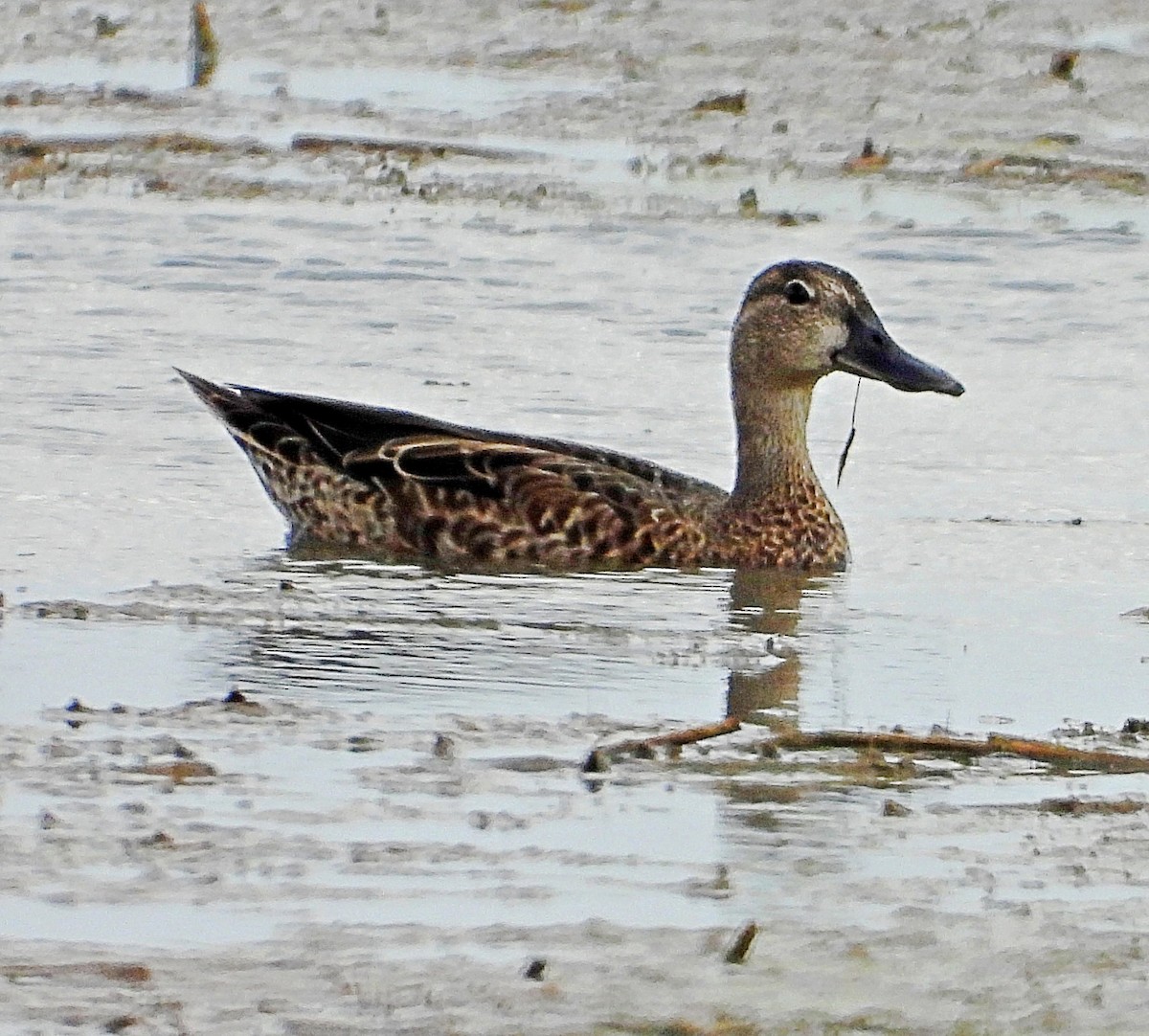 Blue-winged Teal - ML606025721