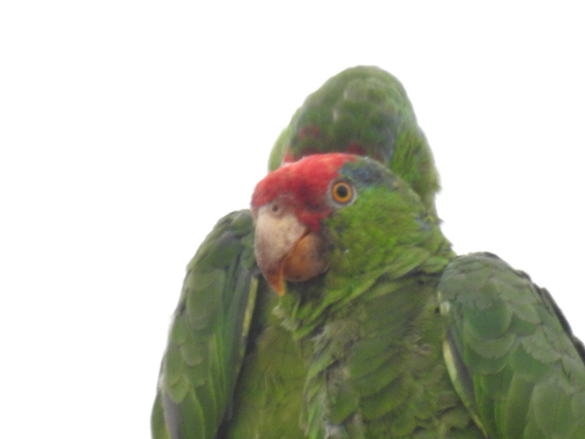 Red-crowned Parrot - ML606026091