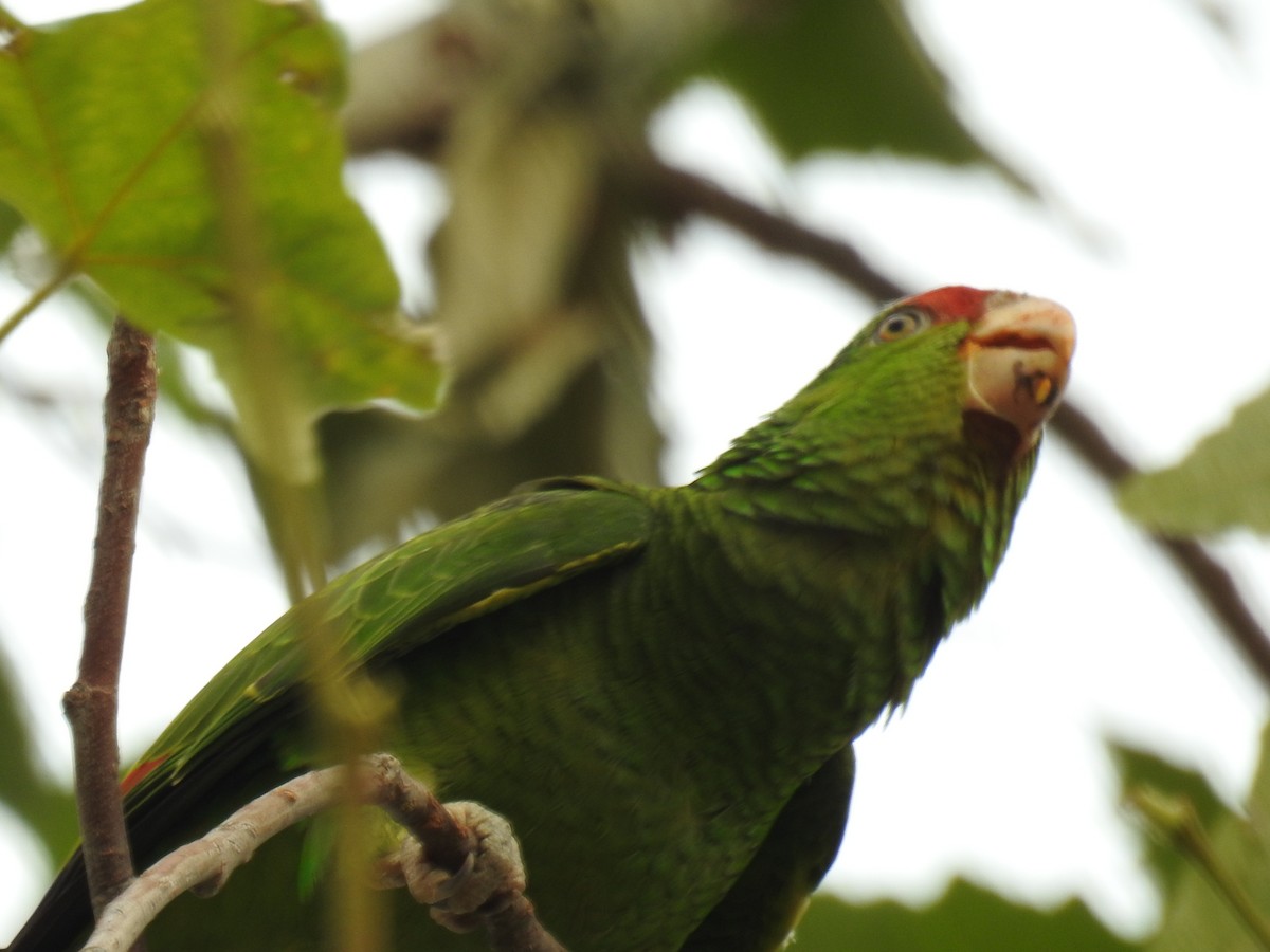 Red-crowned Parrot - ML606026111