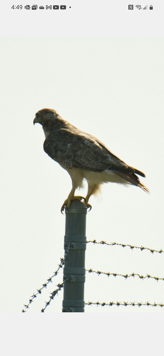Red-tailed Hawk - ML606027401