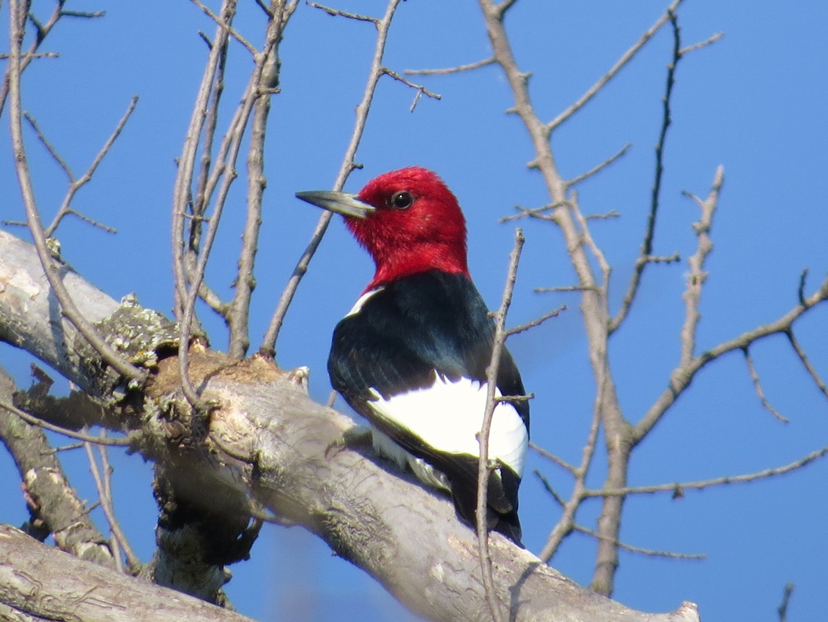 Red-headed Woodpecker - Chris Anderson