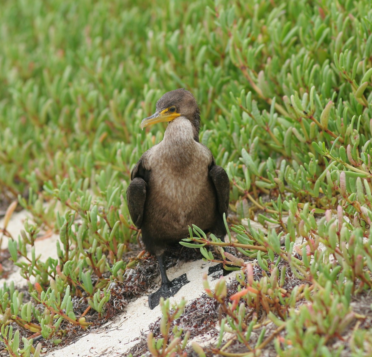 Double-crested Cormorant - Matthew Bowman