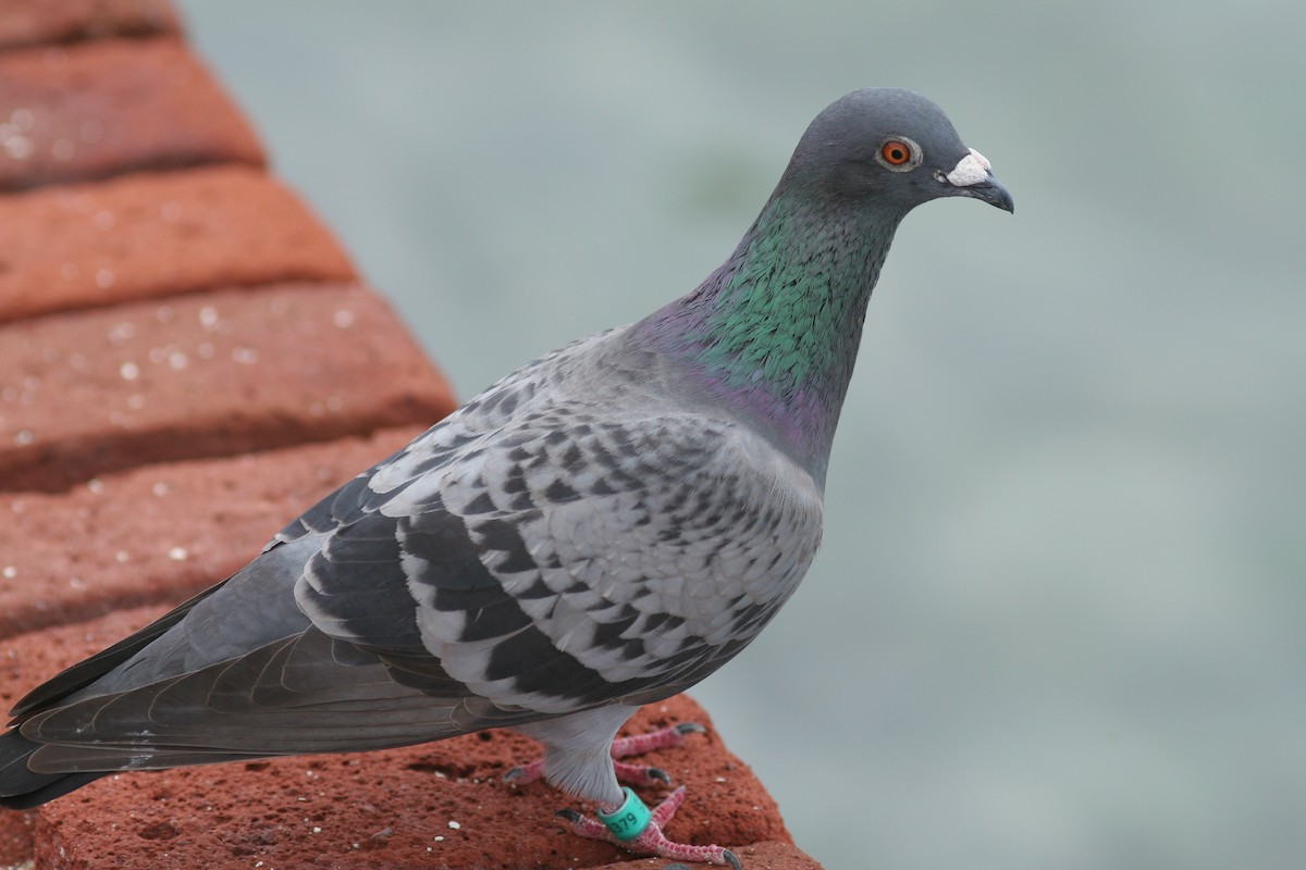 Rock Pigeon (Feral Pigeon) - ML60603161
