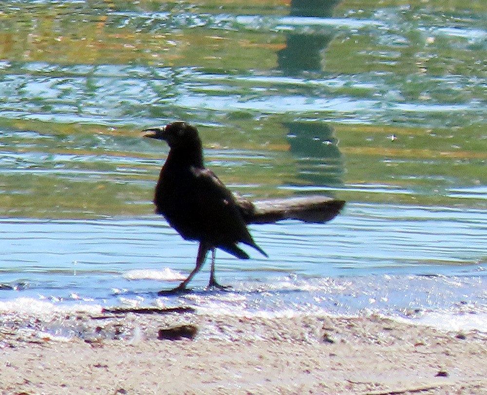 Great-tailed Grackle - ML606033901