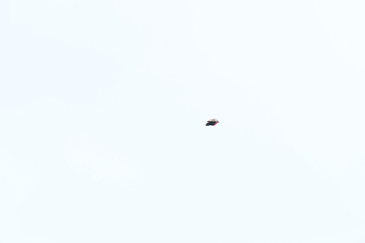 Red-breasted Meadowlark - ML606035991