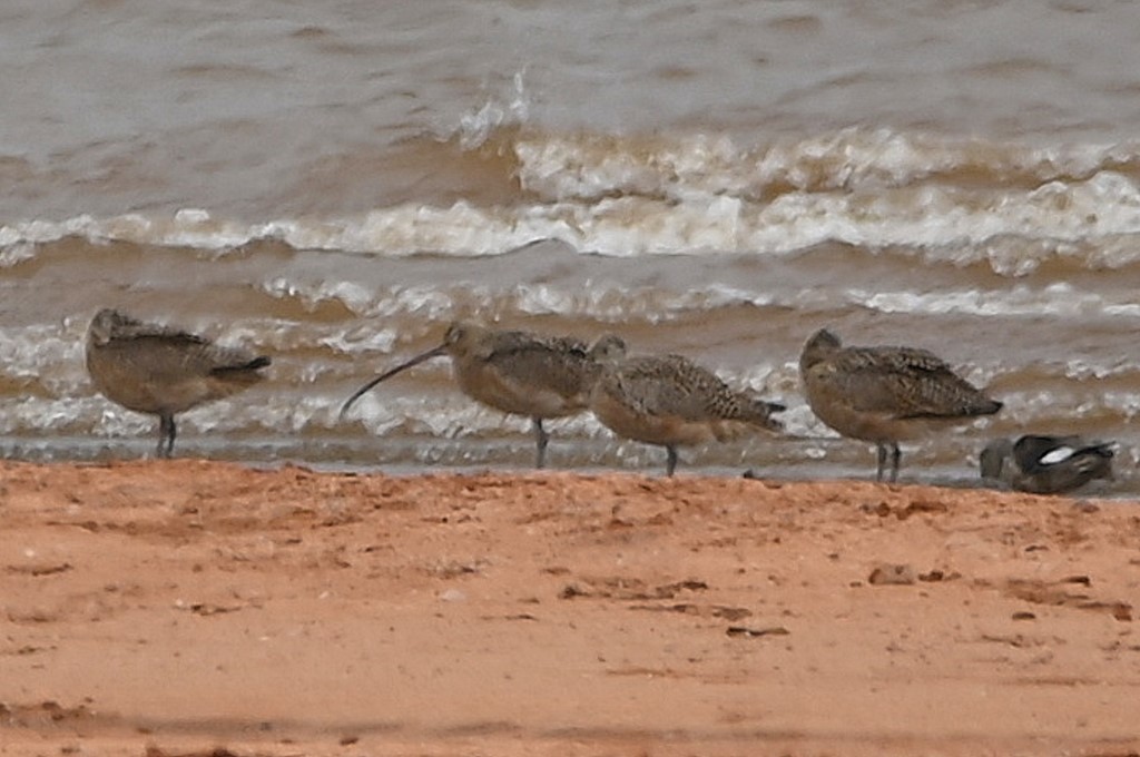 Long-billed Curlew - ML606036291