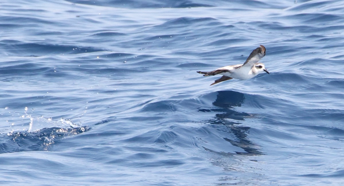 White-faced Storm-Petrel - ML606039271