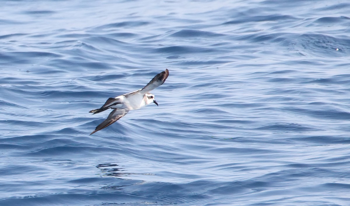 White-faced Storm-Petrel - ML606039291