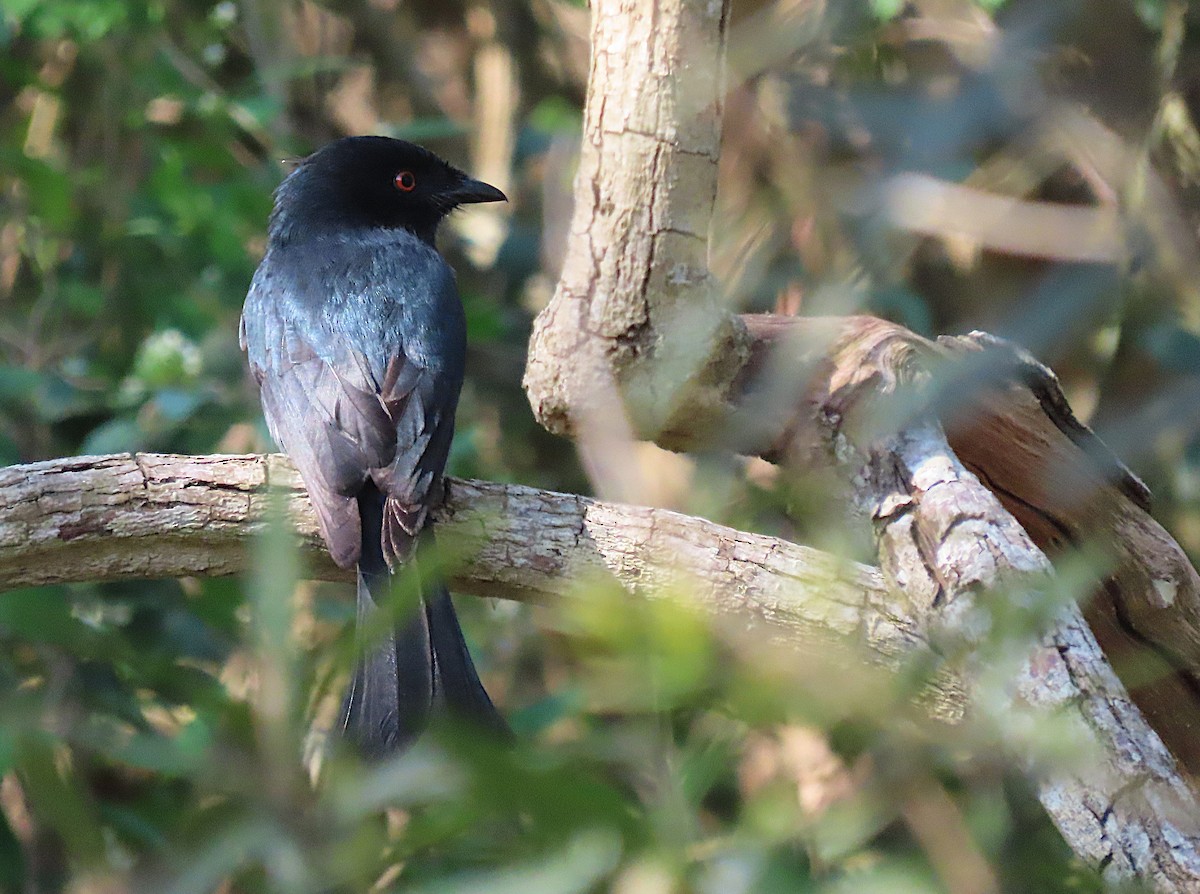 Square-tailed Drongo - ML606039411