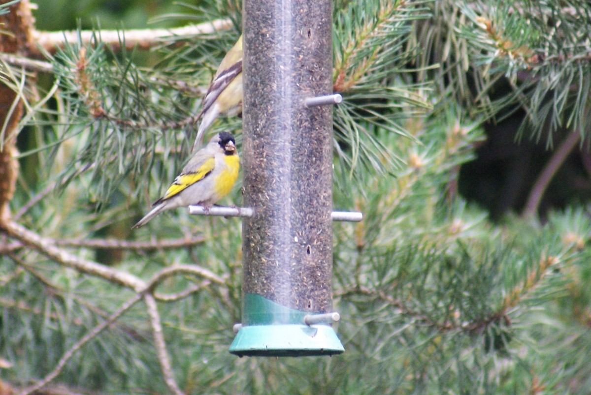 Lawrence's Goldfinch - ML60604681
