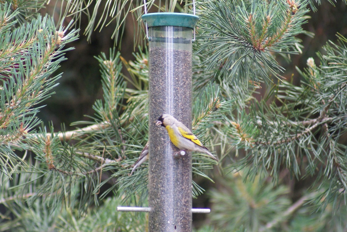 Lawrence's Goldfinch - ML60604731