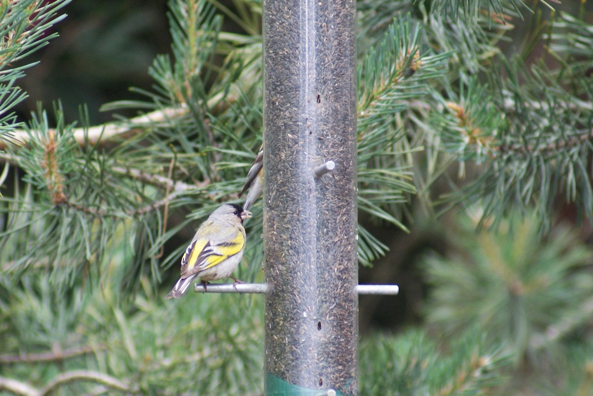 Lawrence's Goldfinch - ML60604751