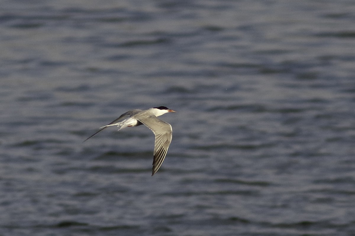 Common Tern - ML606048501