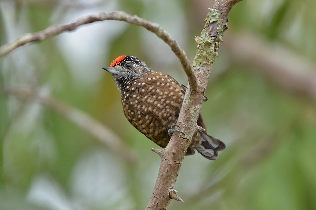 Spotted Piculet - ML606048691