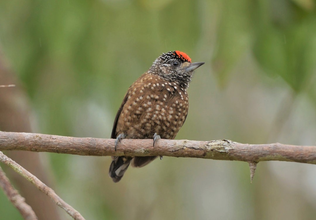 Spotted Piculet - ML606048701