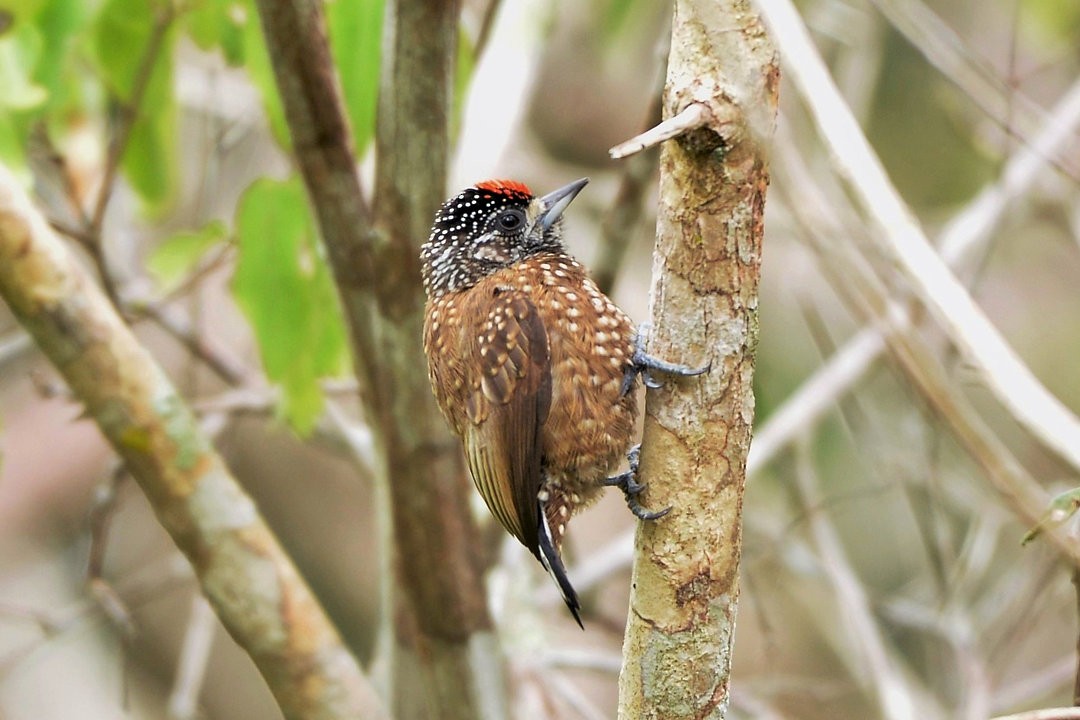 Spotted Piculet - ML606048711