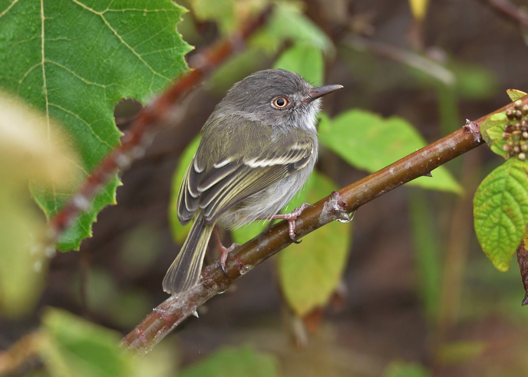 Pearly-vented Tody-Tyrant - ML606049581