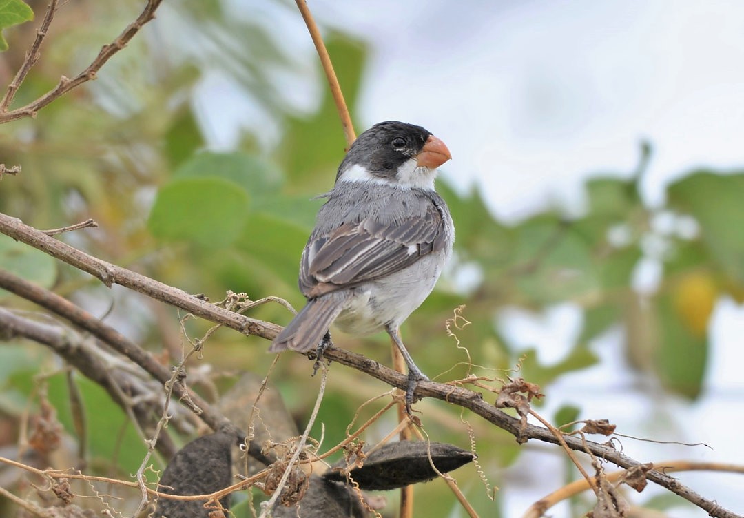 White-throated Seedeater - ML606049791