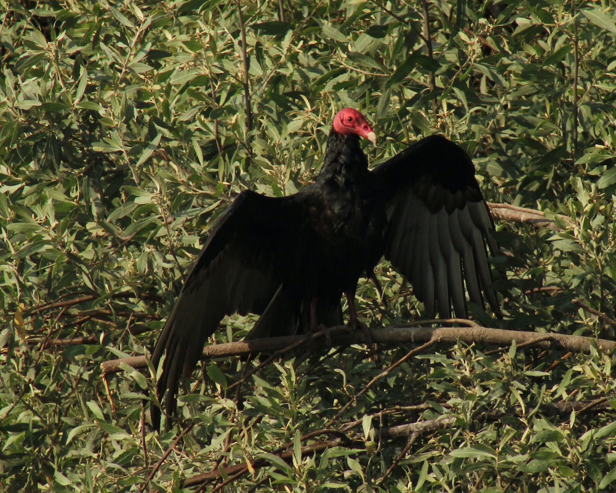 Turkey Vulture - ML606052521