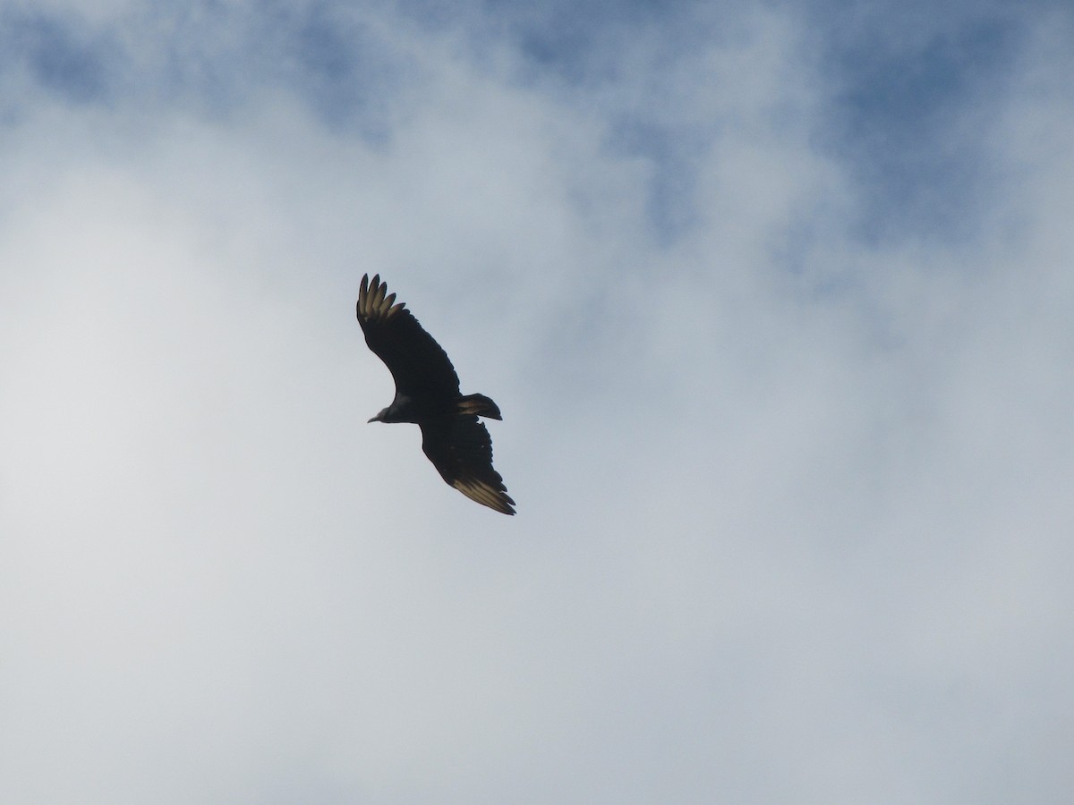 Black Vulture - ML60605301