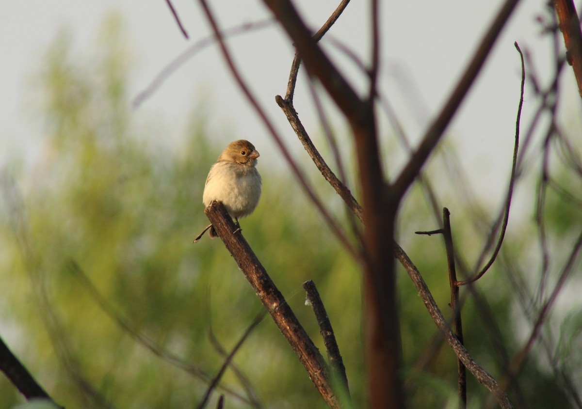 Chestnut-throated Seedeater - ML606053251