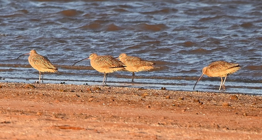 Long-billed Curlew - ML606053571