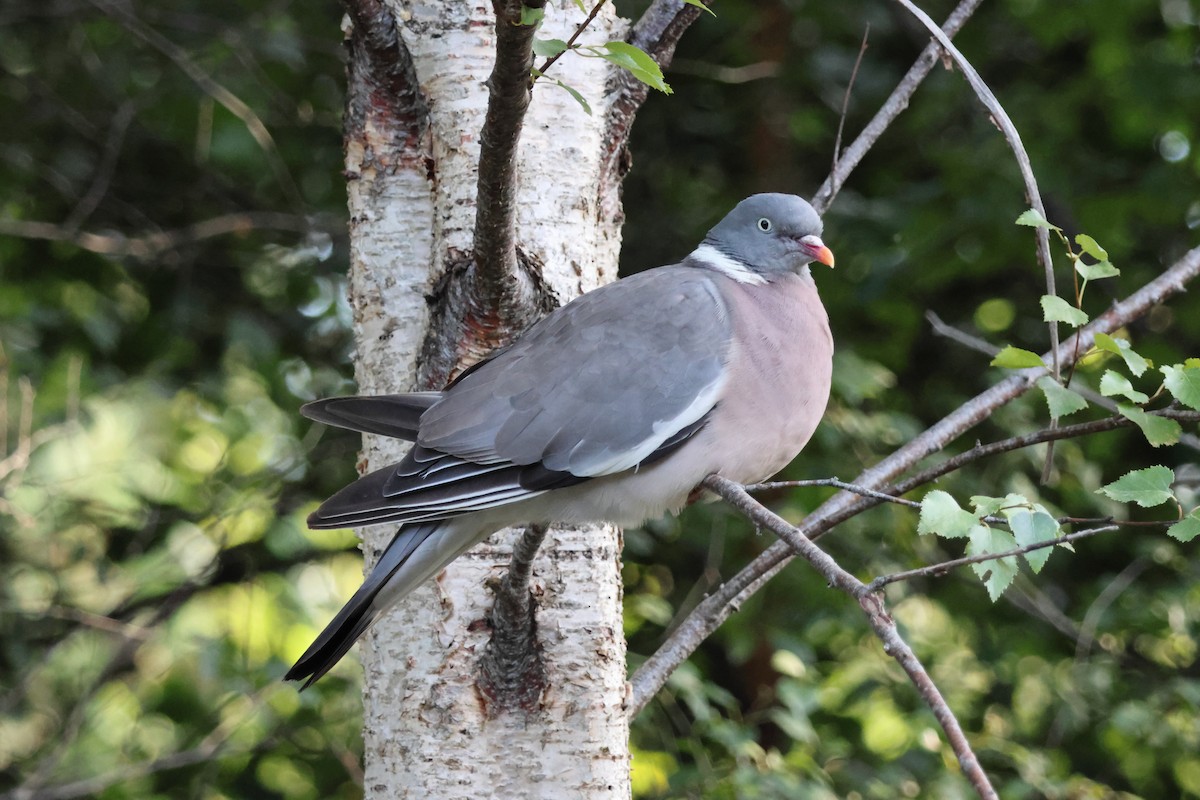 Common Wood-Pigeon - ML606054271