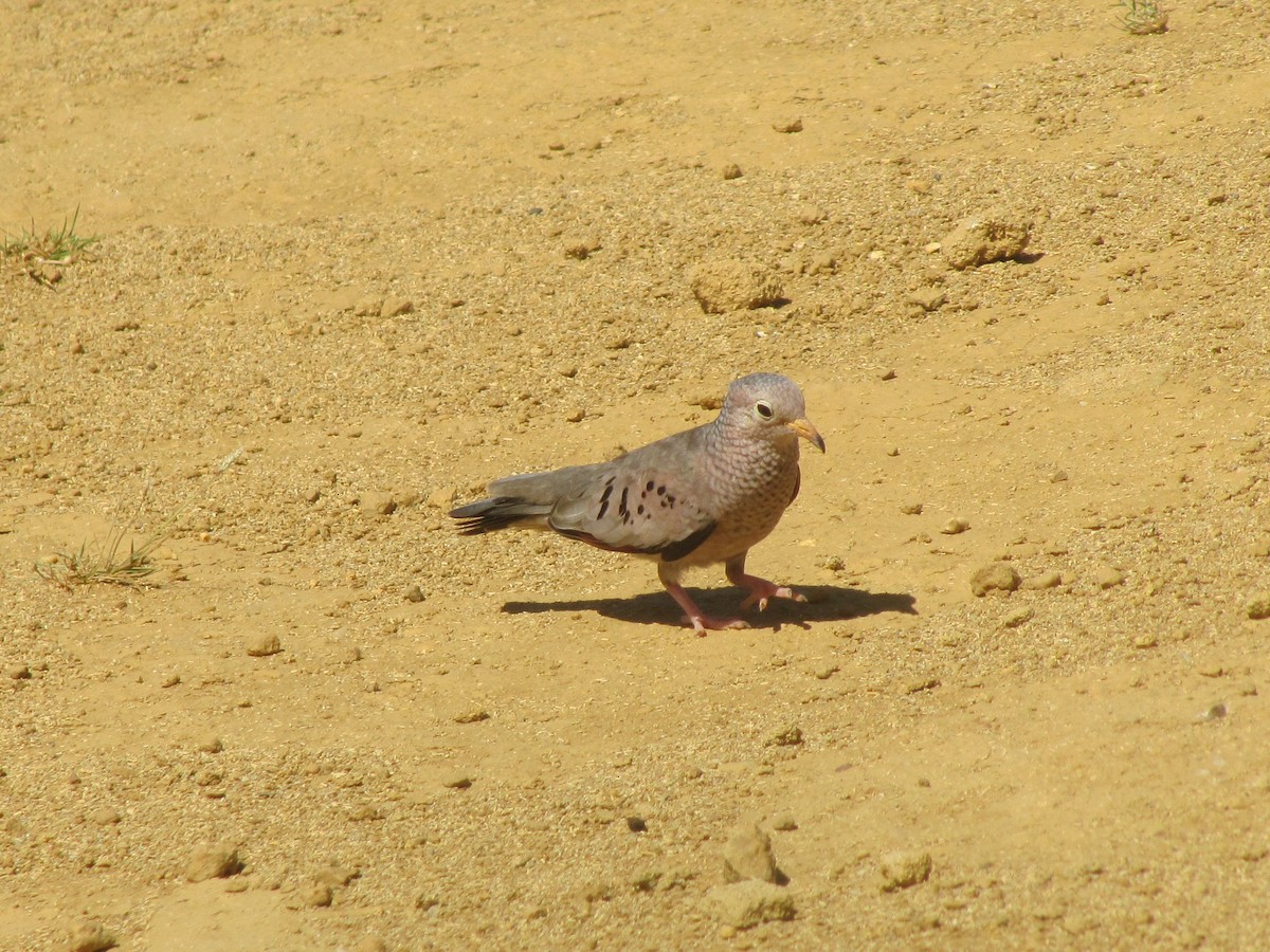 Common Ground Dove - ML60605581